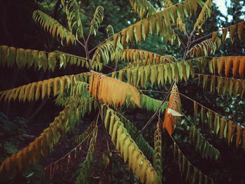 Close-up of fresh green plants