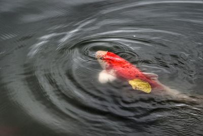 High angle view of koi carp swimming in pond