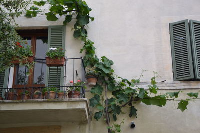 Low angle view of potted plants on wall of building