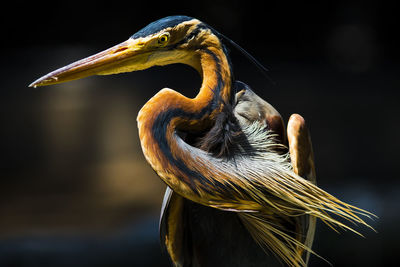 Close-up of a bird