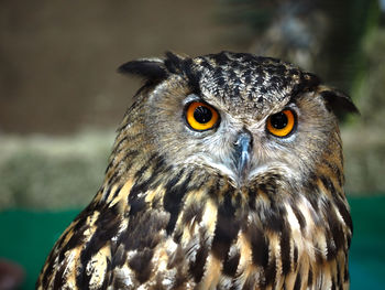 Close-up portrait of owl
