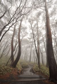 Low angle view of trees in forest