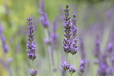 Close-up of purple flowering plant on field