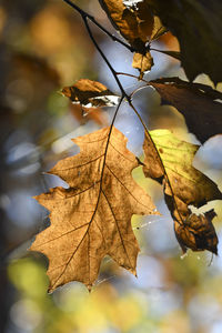 Close-up of dry maple leaves against blurred background