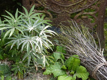 Close-up of fresh green plants