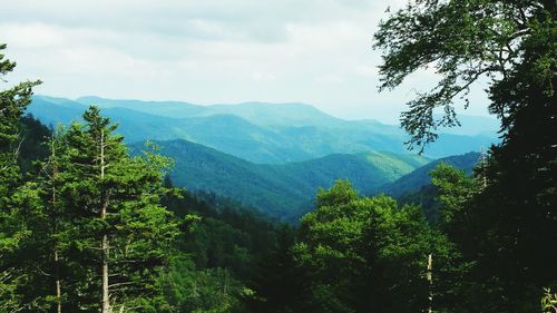 Trees with mountains in background