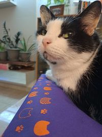 pet