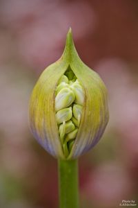 Close-up of yellow flower