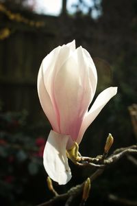 Close-up of white rose