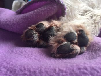 Close-up of dog sleeping on purple floor