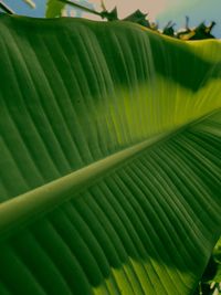 Close-up of green leaves on plant