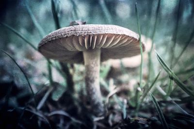 Close-up of mushroom