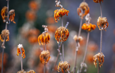 Close-up of flower plant