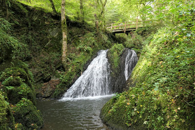 Scenic view of waterfall in forest