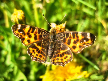 Butterfly perching on leaf