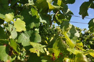 Close-up of grapes growing in vineyard