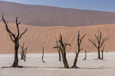 Bare tree in desert against sky