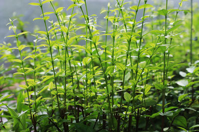 Close-up of fresh green plant in field