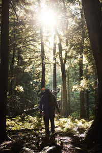 Rear view of people walking amidst trees in forest