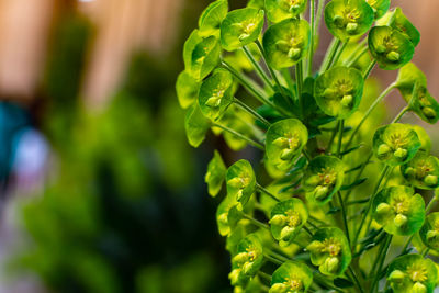 Close-up of green flowering plant