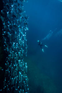 Person scuba diving undersea