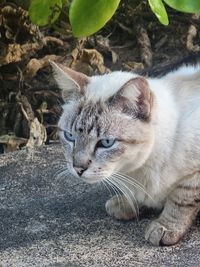 Close-up of cat