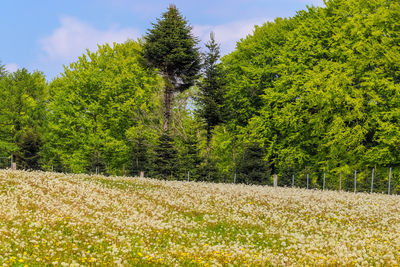 Scenic view of trees on field against sky