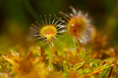 Close-up of yellow flowering plant on field