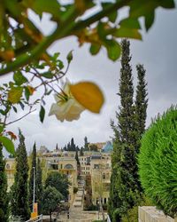 Panoramic view of trees and building against sky