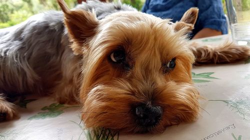 Close-up portrait of a dog