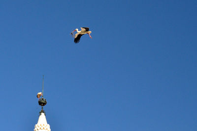 Low angle view of white storks against clear blue sky