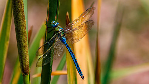 Close-up of dragonfly on plant