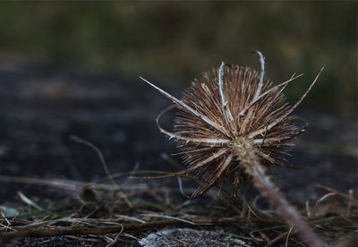 Close-up of dried plant on land