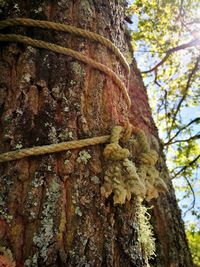 Low angle view of tree trunk