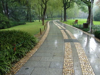 Footpath amidst trees