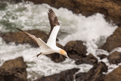 High angle view of gannet flying over sea shore