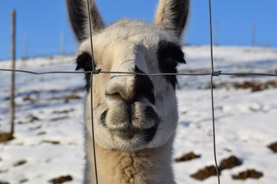 Close-up portrait of alpaca against sky