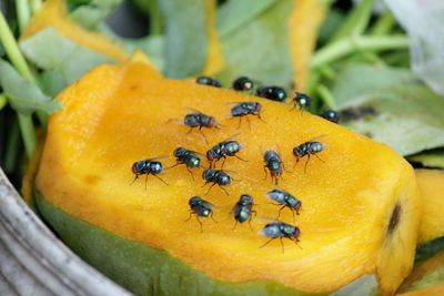 House fly, food contamination hygiene concept. the flies are insect carriers of cholera.