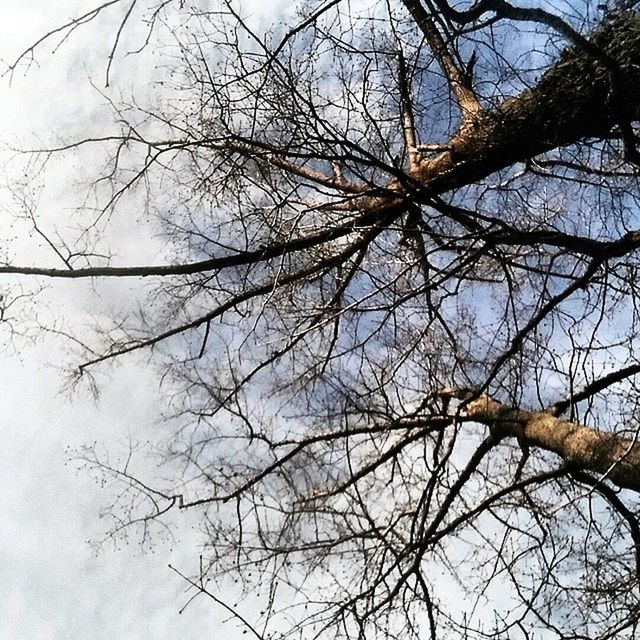 bare tree, tree, low angle view, branch, sky, nature, tree trunk, tranquility, day, clear sky, outdoors, no people, beauty in nature, growth, scenics, silhouette, tall - high, backgrounds, tranquil scene, single tree