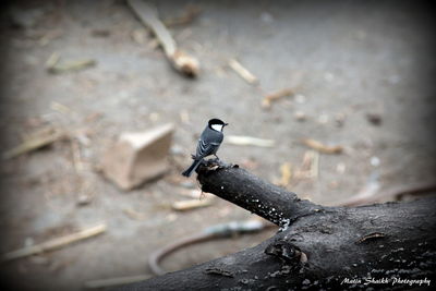 Close-up of bird perching outdoors