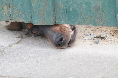 Dog peering under door