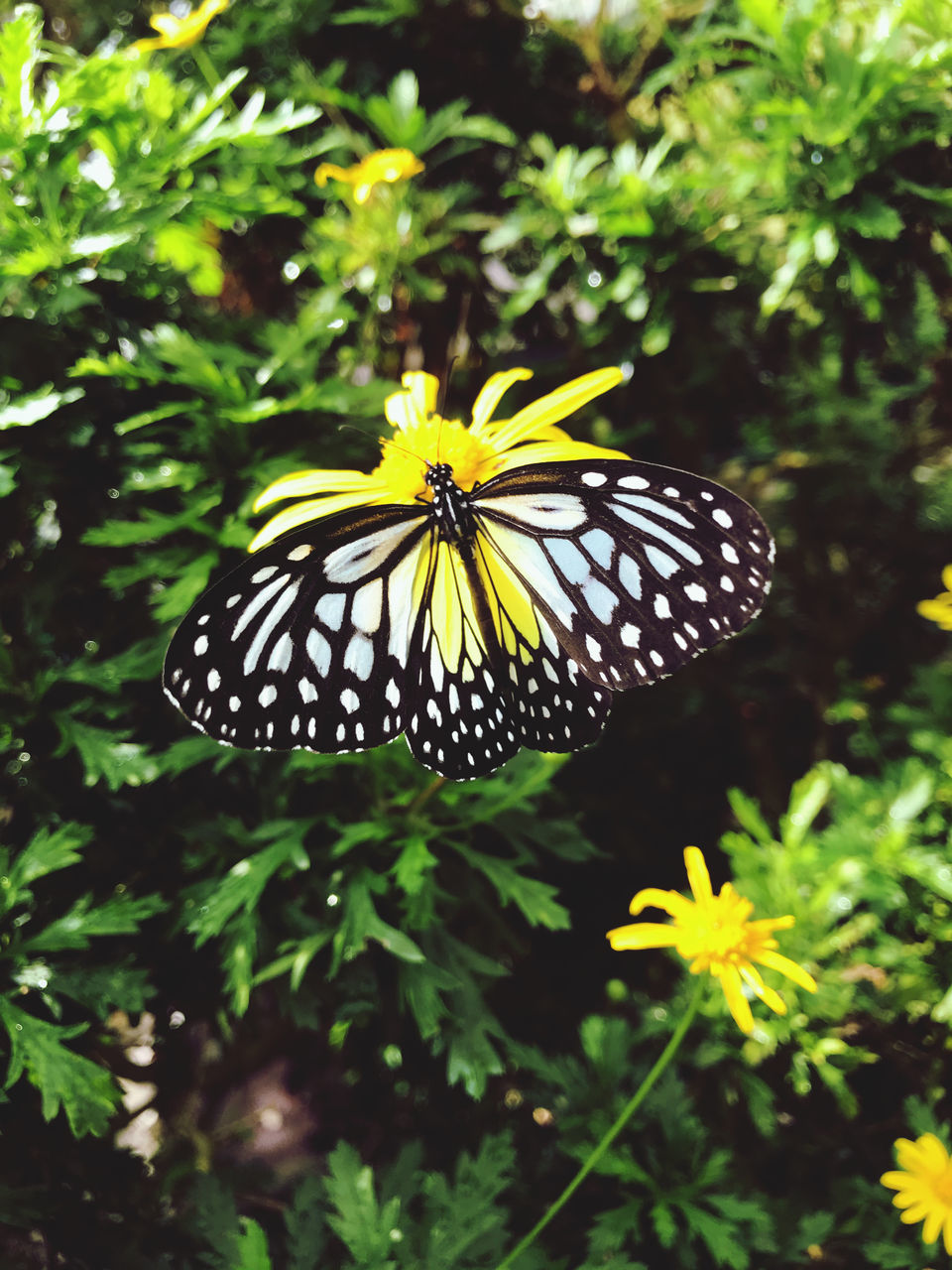 BUTTERFLY POLLINATING ON FLOWER