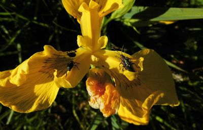 Close-up of butterfly on yellow flower