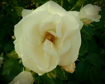 Close-up of rose blooming outdoors