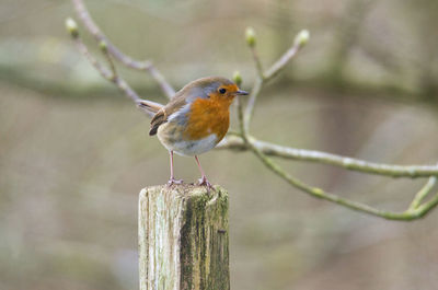 Close-up of bird perching on wooden post