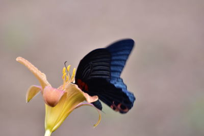 Close-up of insect on flower