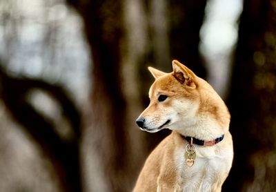 Close-up of dog