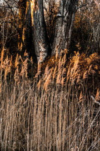 Full frame shot of tree trunk in forest