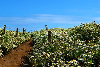 Scenic view of field against clear sky