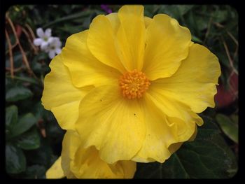 Close-up of yellow flower